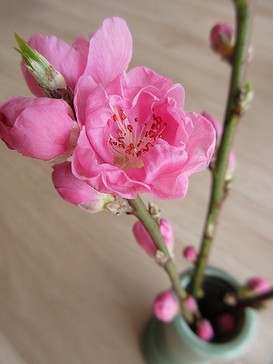 20220301桃の花 (2)