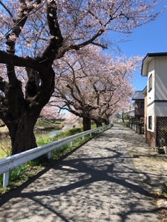 20200416太平川桜3