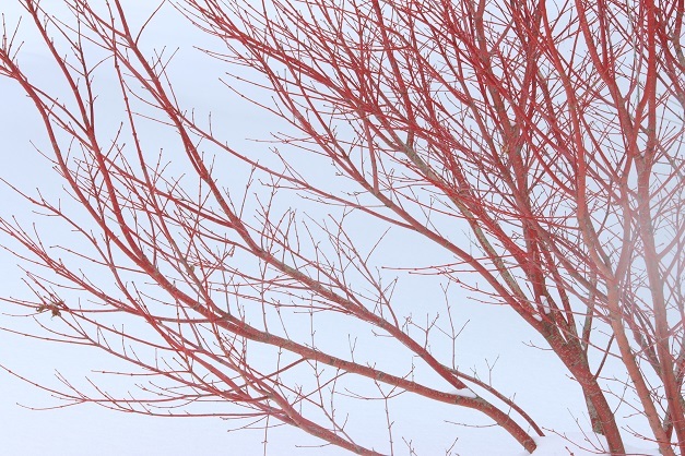 IMG_1414赤い木