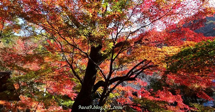 岐阜公園の紅葉です　ややくら2