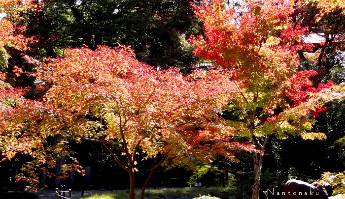 京都の１１月の紅葉　２