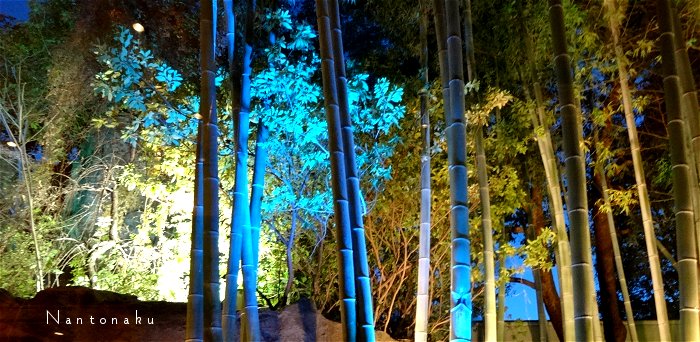 竹林庭ライトアップ