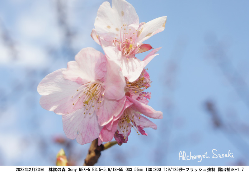林試の森　桜DSC08146