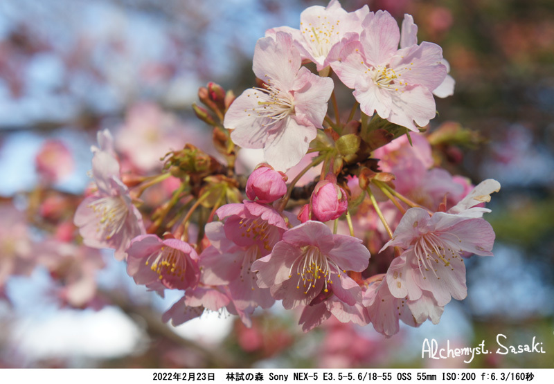 林試の森　桜DSC08201