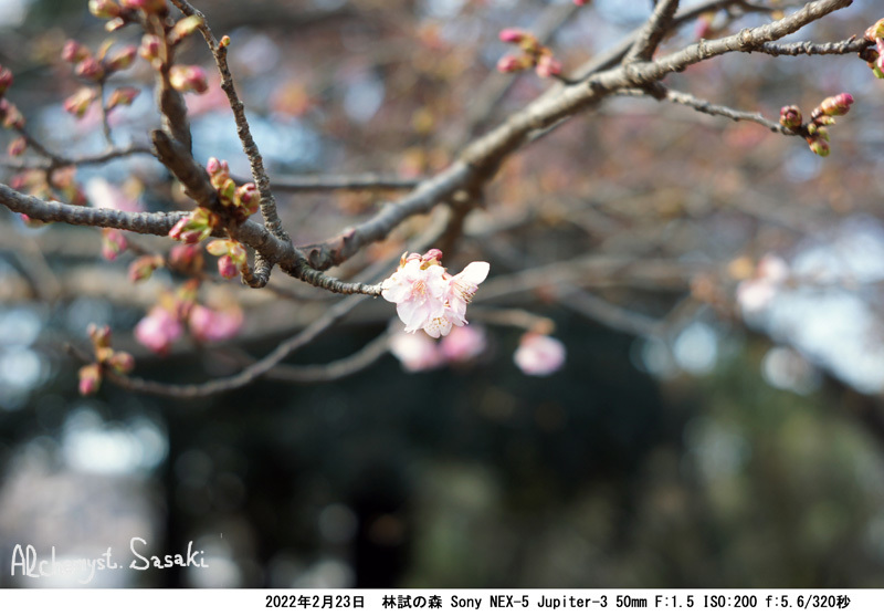 林試の森　桜DSC08153