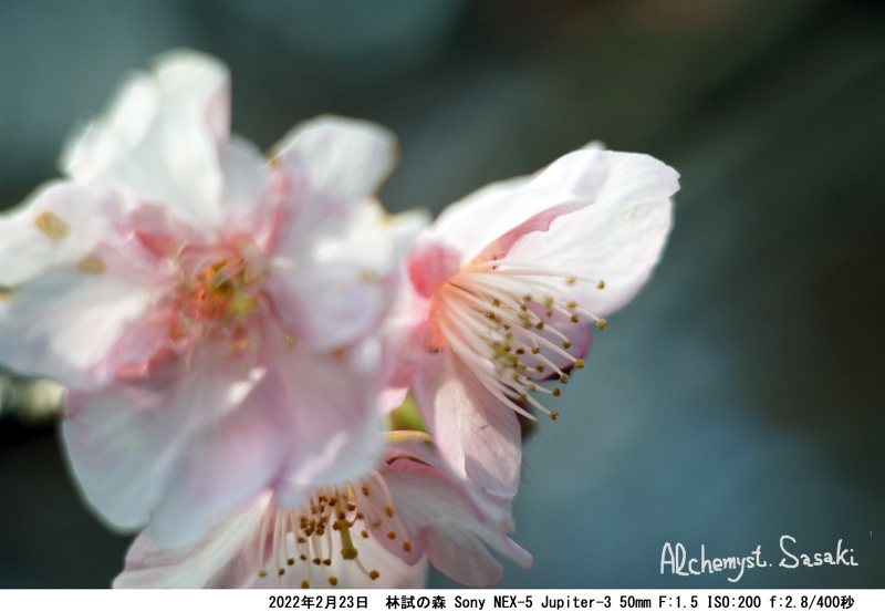 林試の森　桜DSC08156