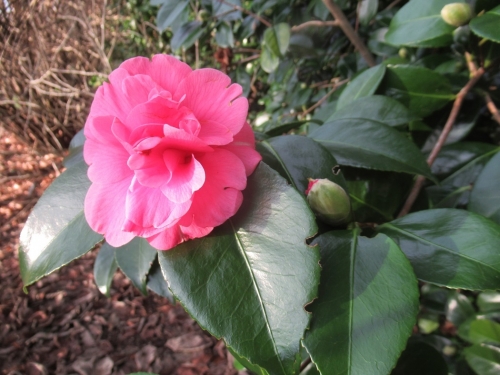 Camellia japonica ‘Gloire de Nantes’2