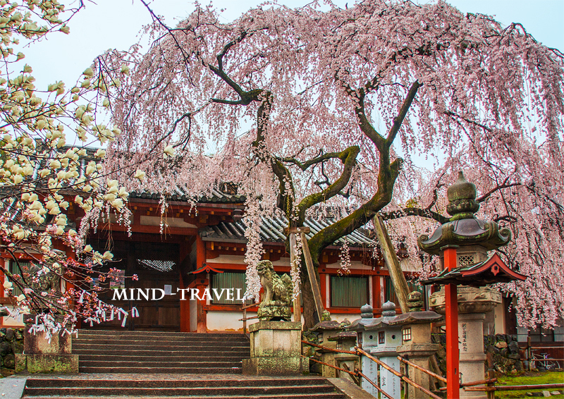 枝垂桜氷室神社　