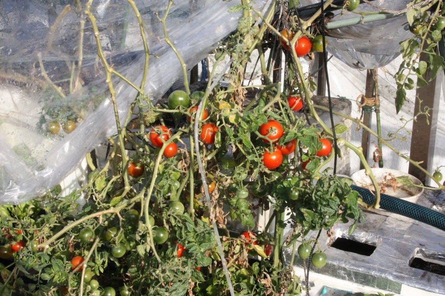 水耕栽培のトマト 水耕栽培と菜園 ブルーベリーの成長記録です