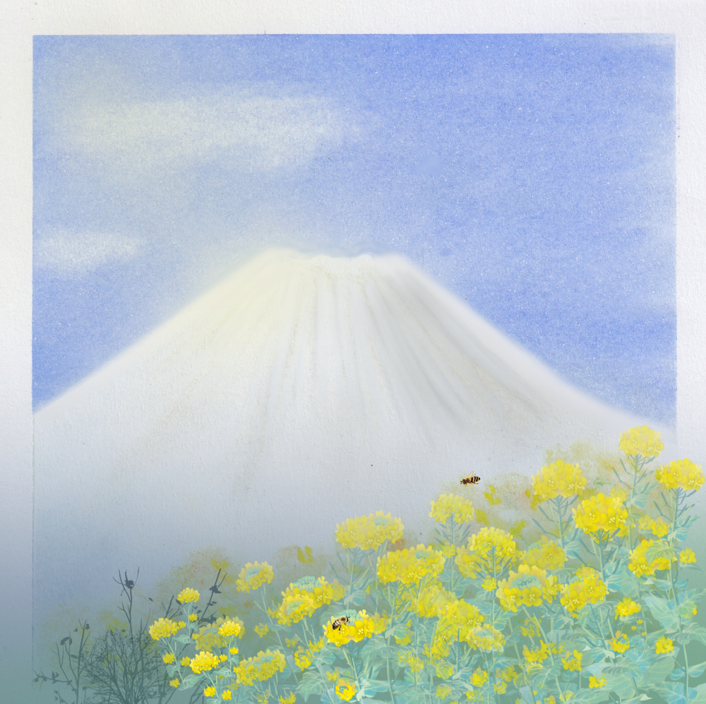 富士に菜の花