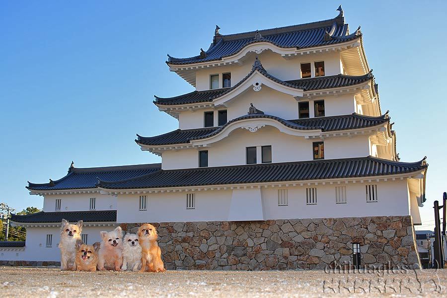 チワワ5匹が夜の尼崎城で記念撮影