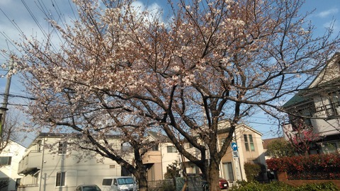 昨日の桜 20200326