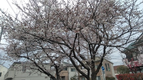 昨日の桜 20200327