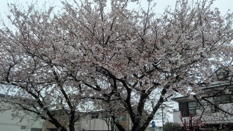 今日の桜　20200329