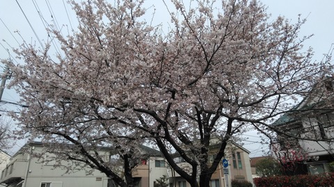 昨日の桜 20200330