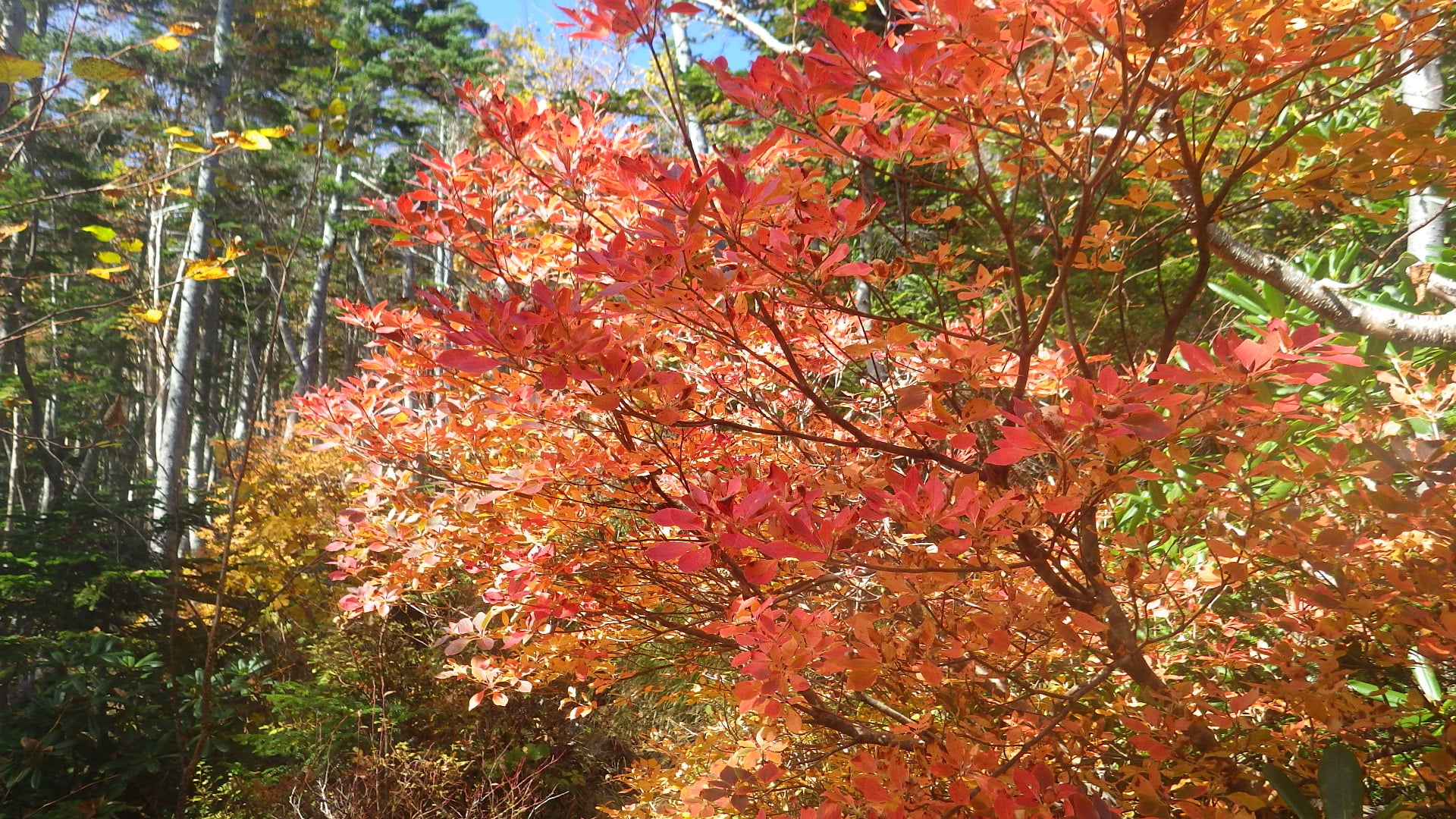 空木岳の紅葉