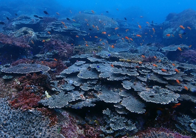 沖の島サンゴ礁20220209web
