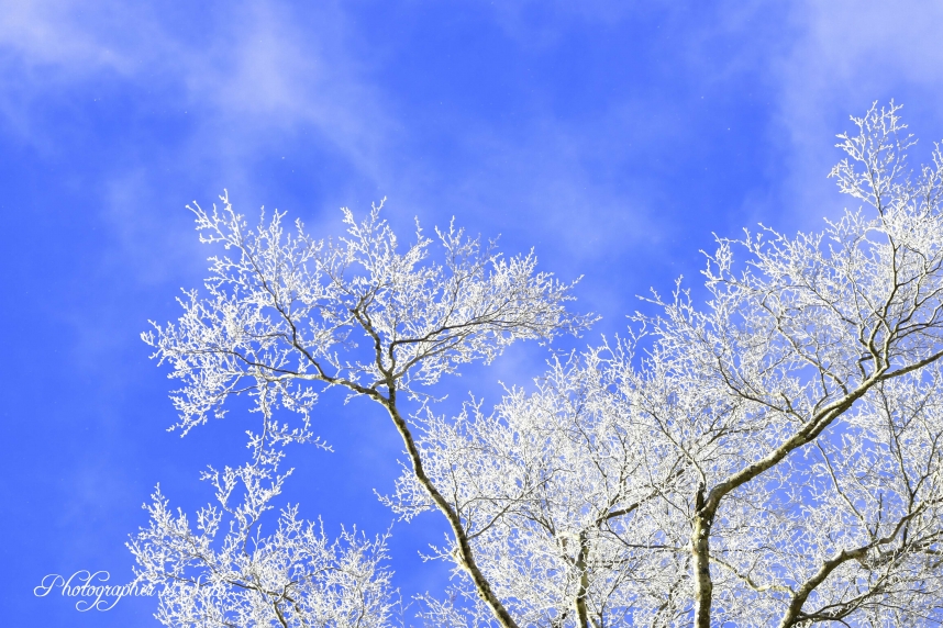DSC_7961　青空と樹氷JT