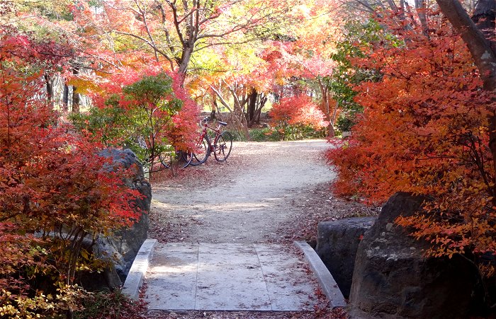 Nantonaku 2021 11-7　ひとり暮らしのひとり旅 すぐに行ける行ける京都の紅葉スポット２
