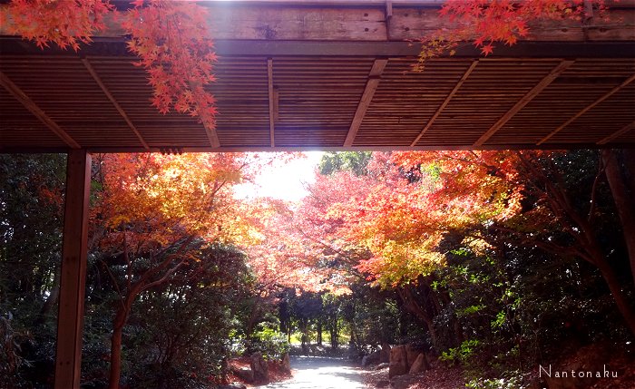 Nantonaku 2021 11-7　ひとり暮らしのひとり旅 すぐに行ける行ける京都の紅葉スポット　