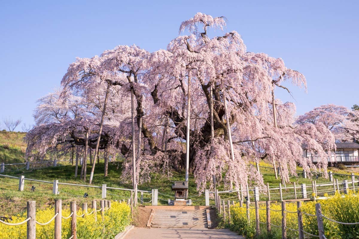 海外の反応 パンドラの憂鬱 海外 日本人が強いわけだよ 一本の桜を千年間守り続けた日本人の物語に外国人が涙