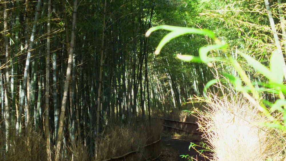 大高緑地の竹林散策路4