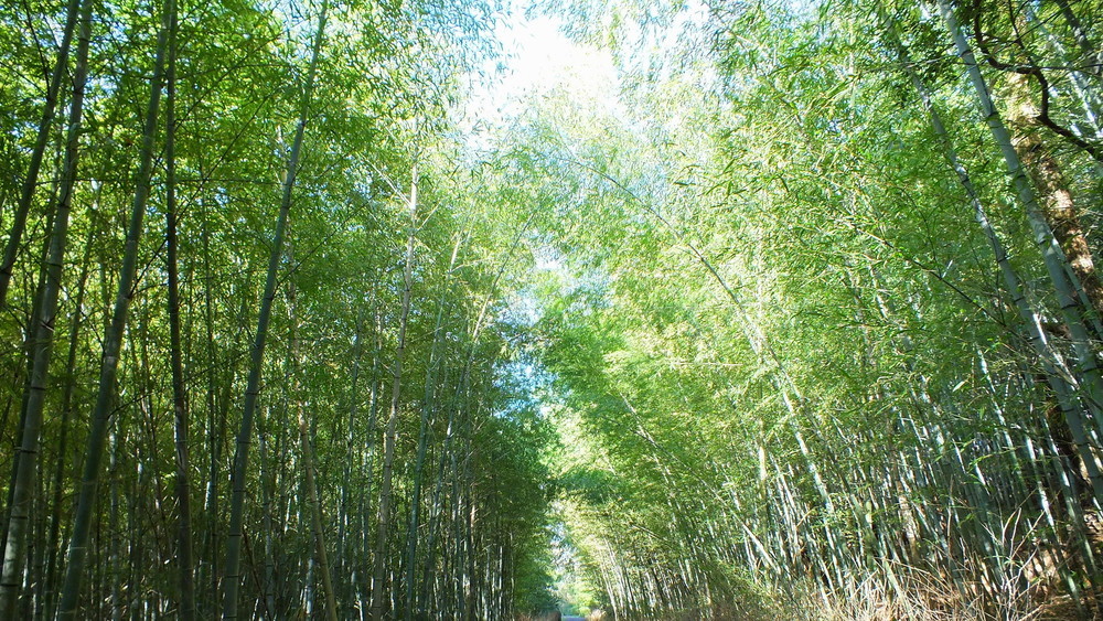 大高緑地の竹林散策路3