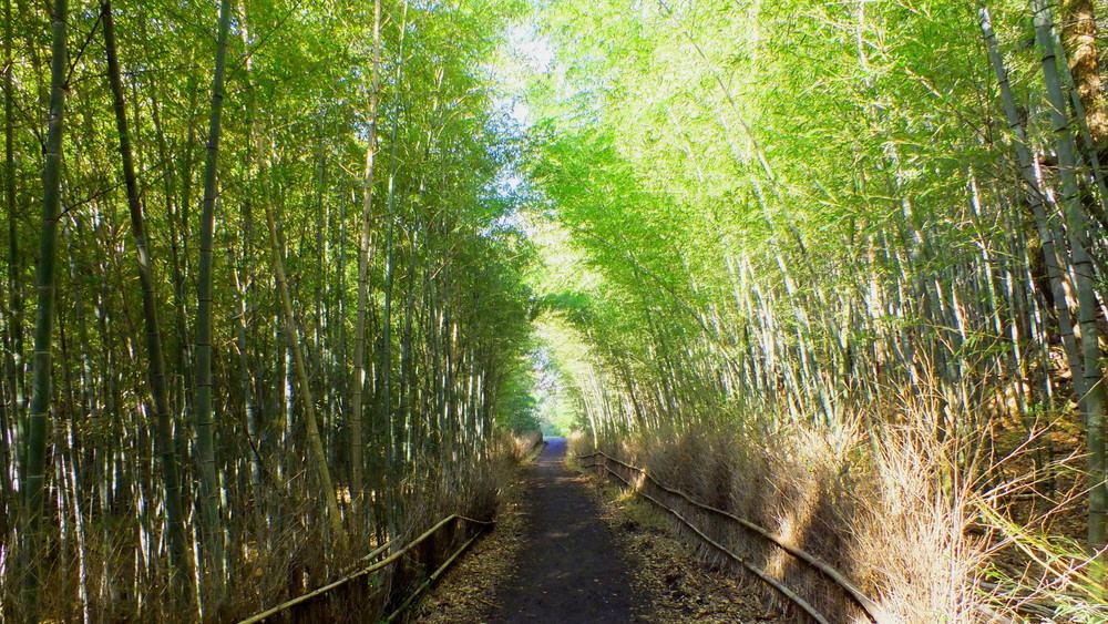 大高緑地の竹林散策路1