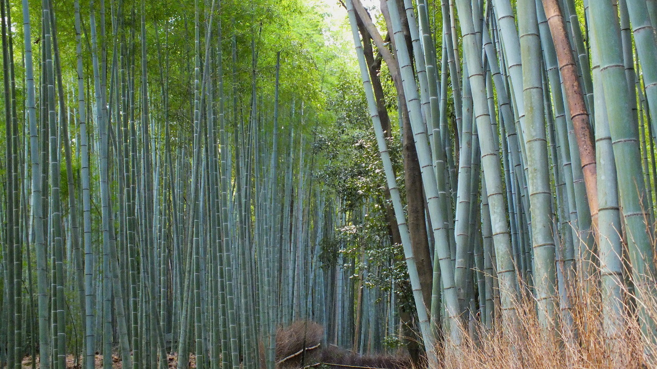 京都　嵐山「竹林の小径」のサムネイル画像