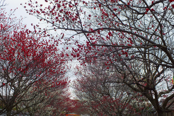 奈良　薬師寺　冠木門への通路に咲く花　の画像