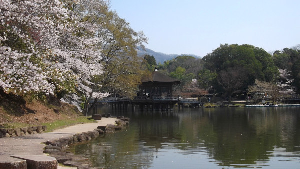 奈良公園　浅茅ヶ原・浮見堂と桜の画像1