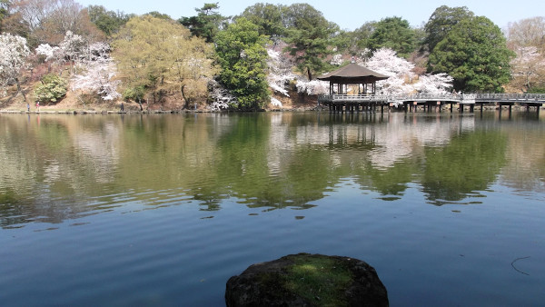 奈良公園　浅茅ヶ原・浮見堂と桜の画像2