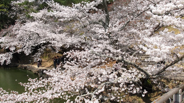 奈良公園　浅茅ヶ原・浮見堂と桜の画像5