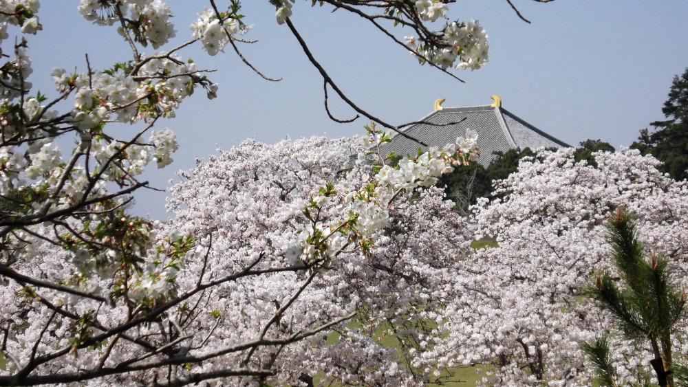 奈良公園　東大寺大仏殿と桜の画像