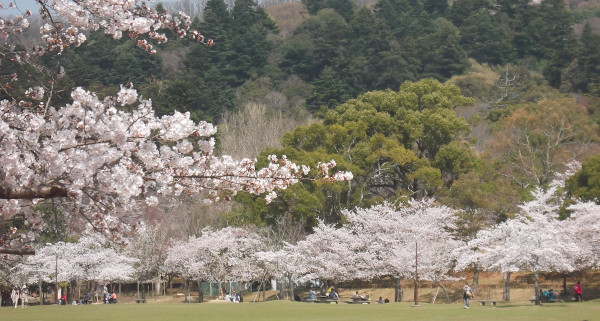奈良公園　春日野園地　吉城川（よしきがわ）沿い　桜の画像1