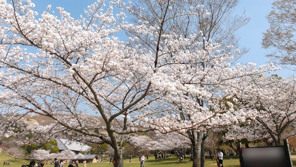 奈良公園　春日野園地　吉城川（よしきがわ）沿い　桜の画像3