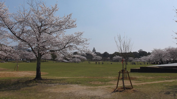 奈良公園　春日野園地　吉城川（よしきがわ）沿い　桜の画像4