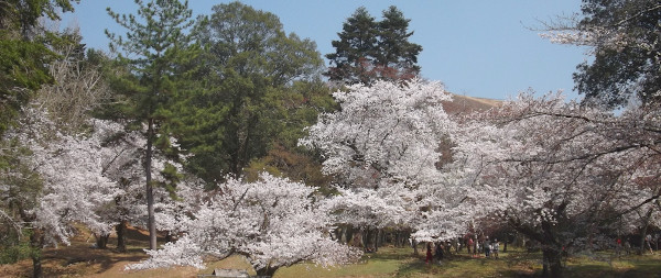 奈良公園　東大寺東塔跡付近　桜の画像1