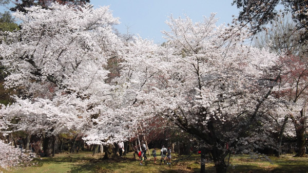 奈良公園　東大寺東塔跡付近　桜の画像2