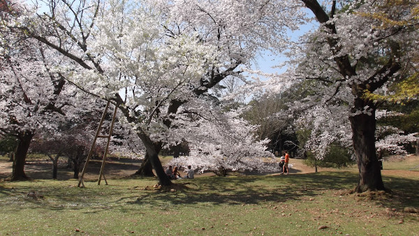 奈良公園　東大寺東塔跡付近　桜の画像3