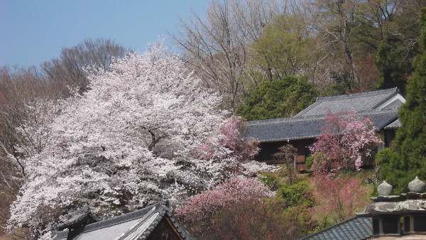 奈良公園　東大寺 二月堂から　桜の画像1