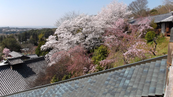 奈良公園　東大寺 二月堂から　桜の画像2