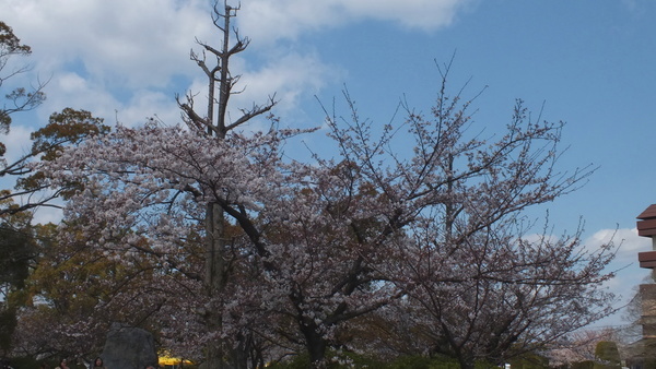 九華公園　桜の画像1