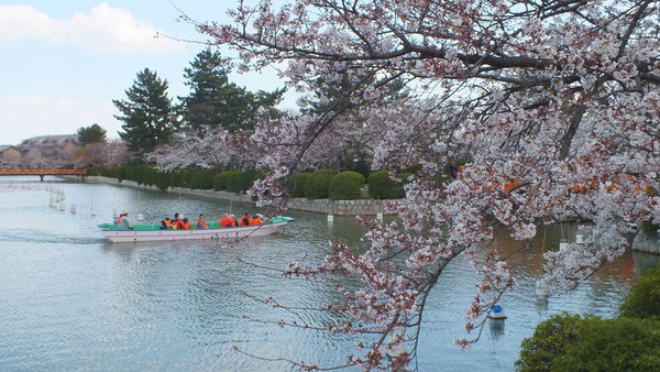 九華公園　桑名水郷舟めぐりと桜の画像