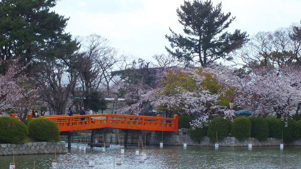 九華公園　桜とお堀と赤い橋　遠景の画像