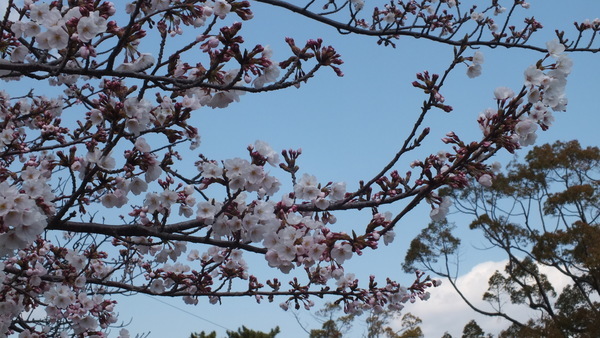 九華公園　桜と青空の画像
