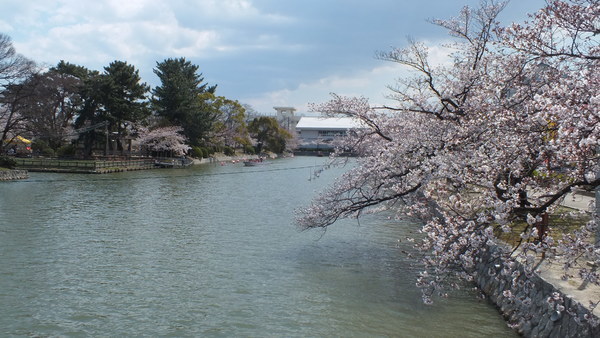 九華公園　桜とお堀の画像