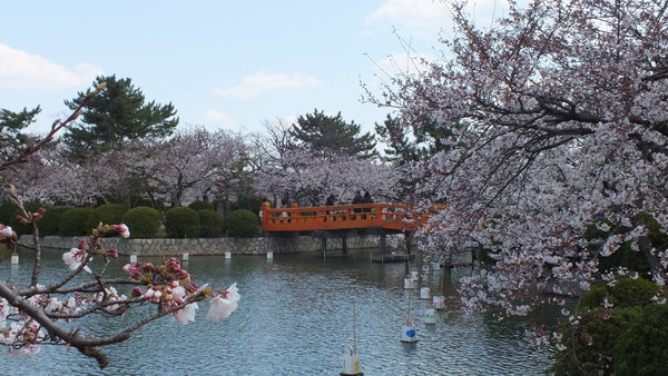 九華公園　桜とお堀にかかる赤い橋の画像