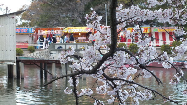 九華公園　桜とお堀と屋台の画像