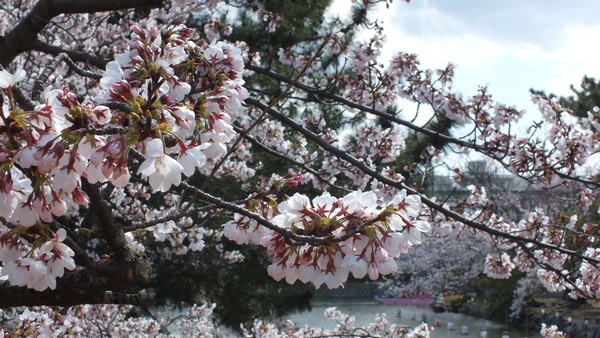 九華公園　桜の画像